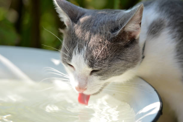 A cat drinks water in a summer garden on a hot day A cat drinks water in a summer garden on a hot day cat water stock pictures, royalty-free photos & images