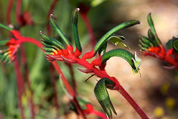 istock Red and Green Kangaroo Paw 119645571