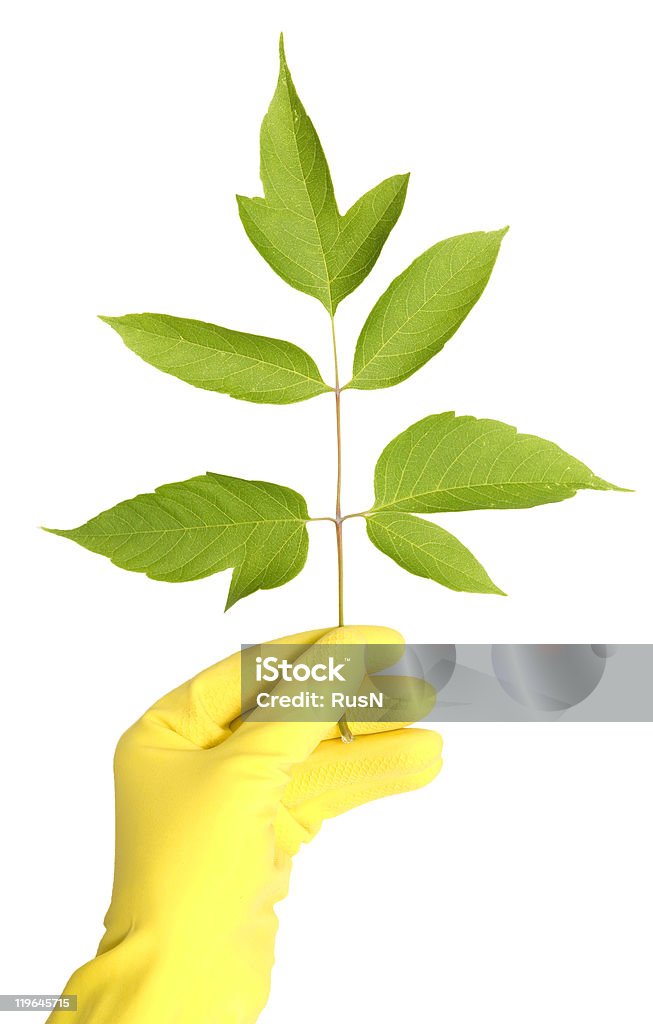 branch in a hands  Care Stock Photo