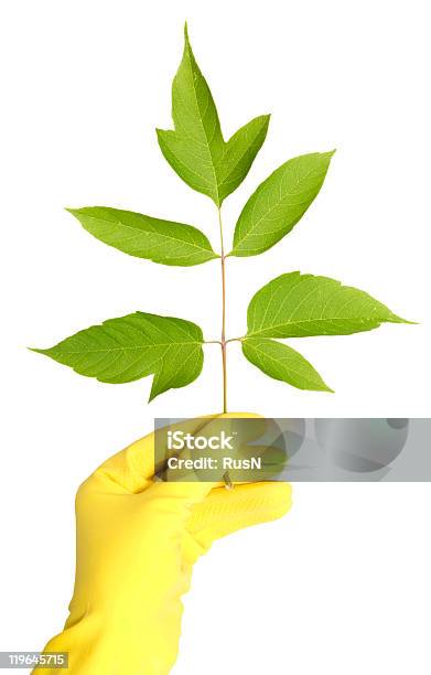 Branch In A Hands Stock Photo - Download Image Now - Care, Close-up, Color Image