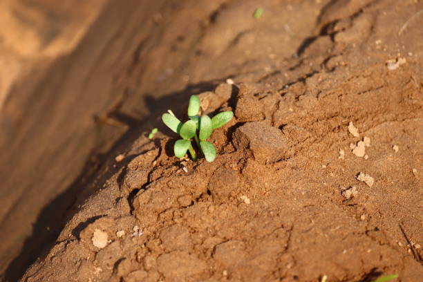 istock fenugreek plant 1196457230