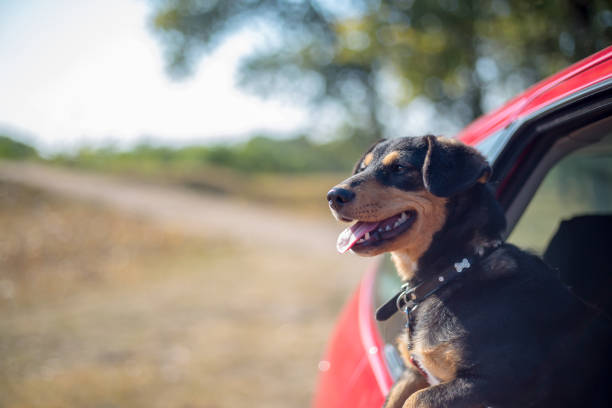 istock Happy dog has her head out a car window 1196457344