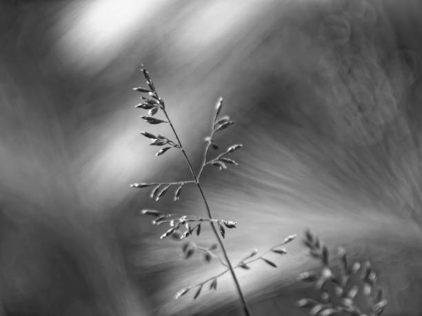 istock wild grass in summer in the garden 1196458816