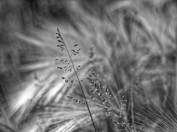 istock wild grass in summer in the garden 1196459329