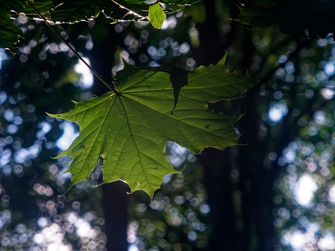 little maple in the forest, Helios lens
