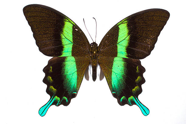 istock butterfly in the collection-isolated 119645974