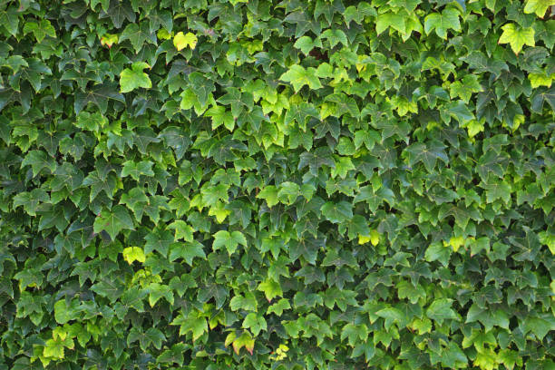 mur vert de lierre - climbing ivy photos et images de collection