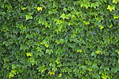 Green wall of ivy