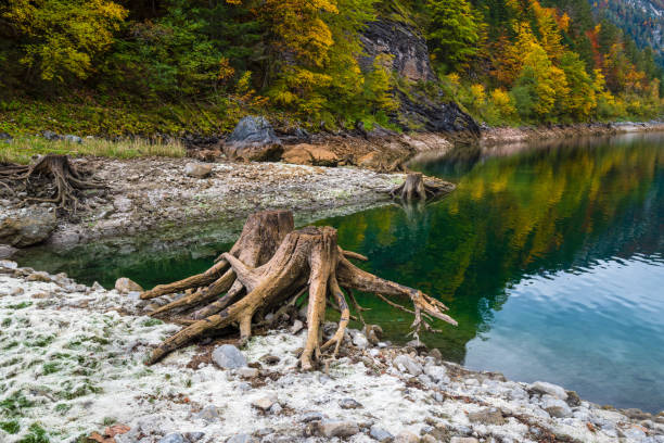 istock Tree stumps after deforestation near Gosauseen or Vorderer Gosausee lake, Upper Austria. Autumn Alps mountain lake with clear transparent water and reflections. 1196467893