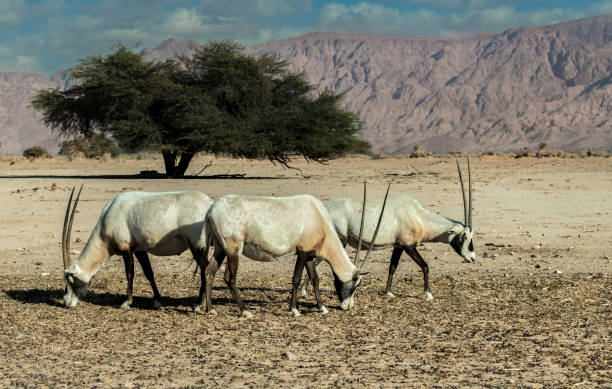 istock Herd of Antelope Arabian white oryx (Oryx dammah) 1196471736