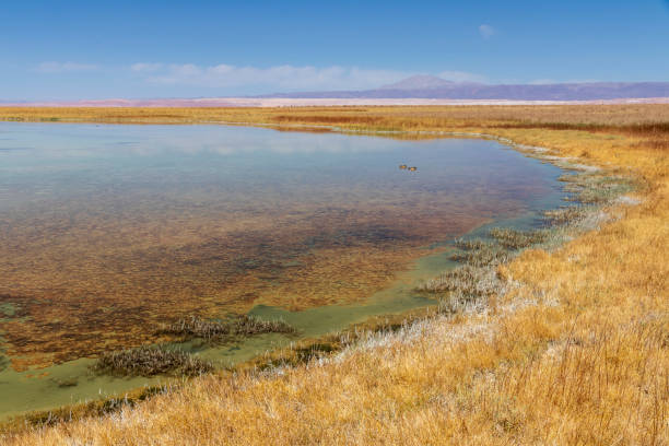 istock Laguna Cejar near San Pedro de Atacama 1196471854