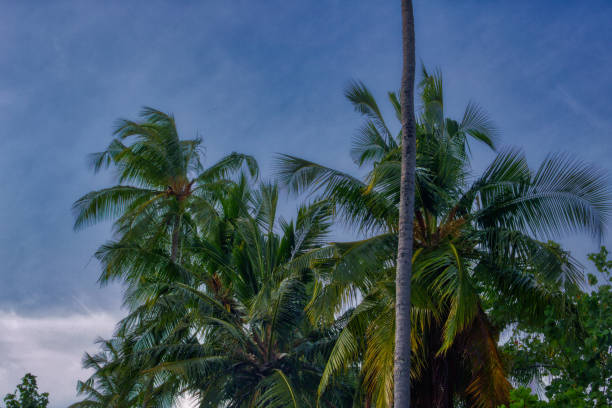 istock Coconut palm from below in the Maldives 1196472606
