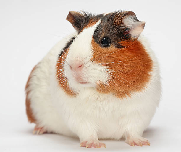 istock Close-up of a guinea pig on a white background 119647301