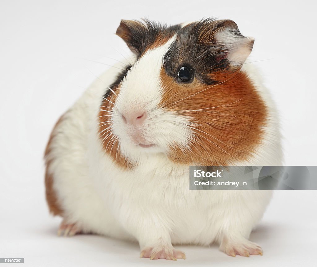 Close-up de um porquinho da Índia em um fundo branco - Foto de stock de Porquinho-da-índia royalty-free