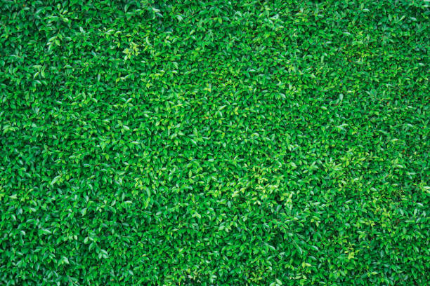 istock Natural green plants wall ornamental trees for background. 1196474515