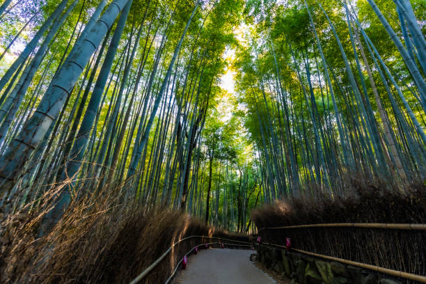 istock Bamboo Forest Grove at Arashimaya, Kyoto. 1196475403