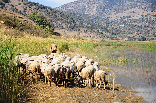sheep by lake stock photo