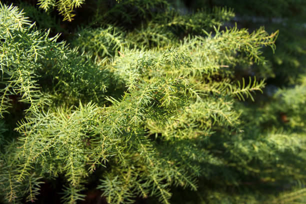 cryptomeria japonica est un arbre à feuilles persistantes de la famille des cyprès. la plante est également appelée cèdre japonais. il est considéré comme l'arbre national du japon - cypress tree photos photos et images de collection