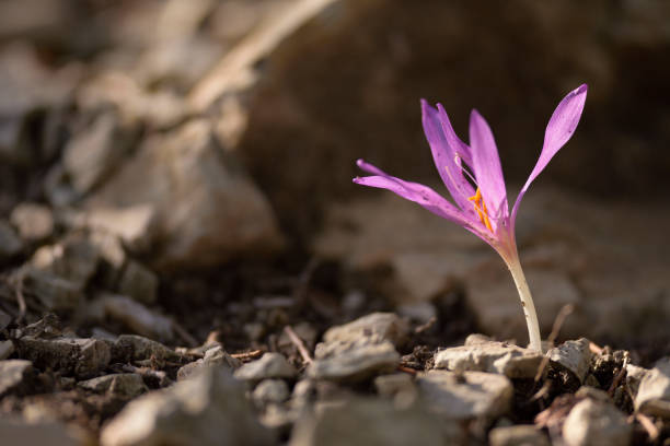 açafrão selvagem do açafrão que cresce na terra rochosa - single flower flower crocus spring - fotografias e filmes do acervo