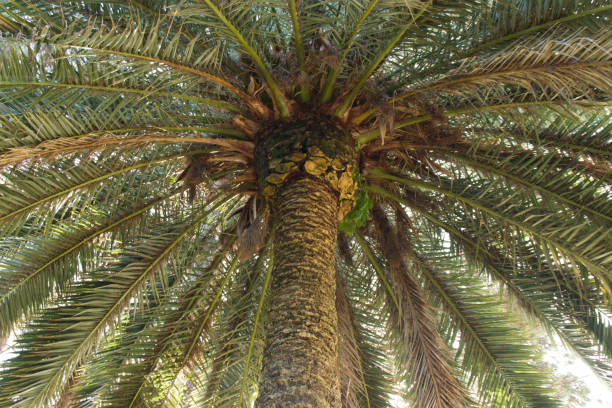 istock beautiful palm tree in the Park in daylight. branches in the sunlight. 1196477847