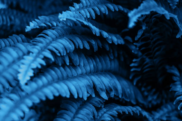istock Blue fern leaves texture 1196478836