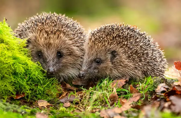 Hedgehogs, (Scientific name: Erinaceus Europaeus) wild, native, European hedgehogs facing forward in natural woodland habitat with green moss and autumn leaves.   Blurred background. Close up. Horizontal.  Space for copy.