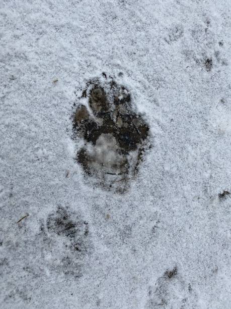 istock Animal foot prints on fresh snow 1196481591