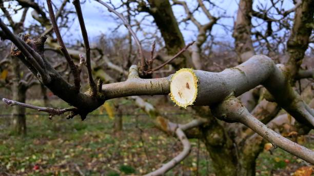 istock pruned apple branch in decemeber 1196485693
