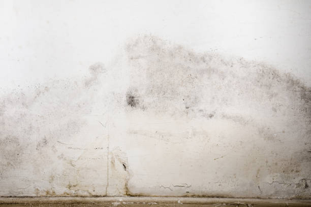 Flooding rainwater or floor heating systems, causing damage, peeling paint and mildew. Flooding rainwater or floor heating systems, causing damage, peeling paint and mildew. - image mildew stock pictures, royalty-free photos & images
