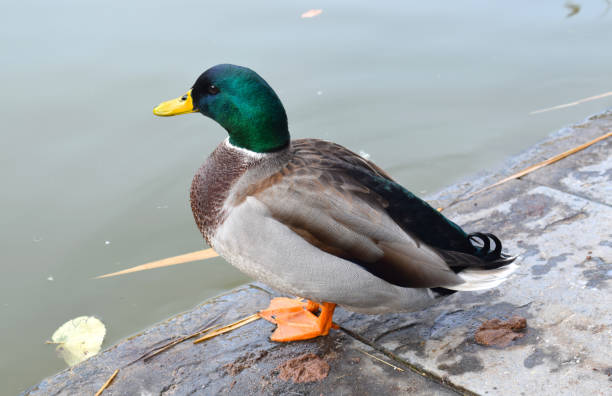 istock Ducks in public park lake 1196485755