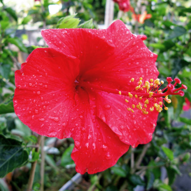 Cameron Highlands, Malaysia - 14th August 2009. A beautiful hibiscus flower in full bloom.