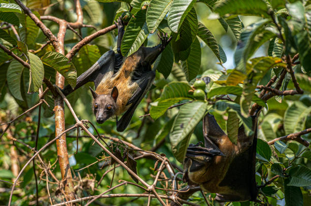 Bats in Lake Kivu, Rwanda Fruit Bats resting in a tree during the day in lake Kivu, Rwanda lake kivu stock pictures, royalty-free photos & images