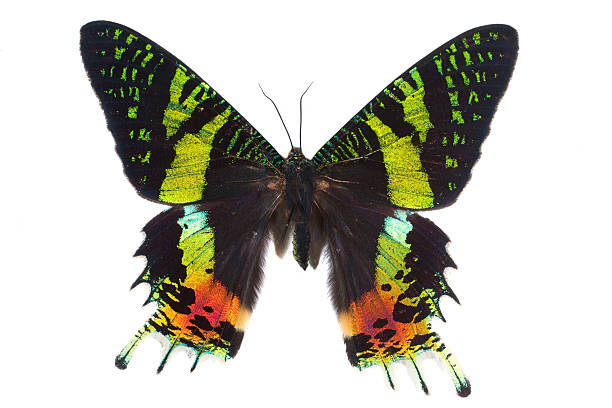 istock butterfly in the collection-isolated 119648884