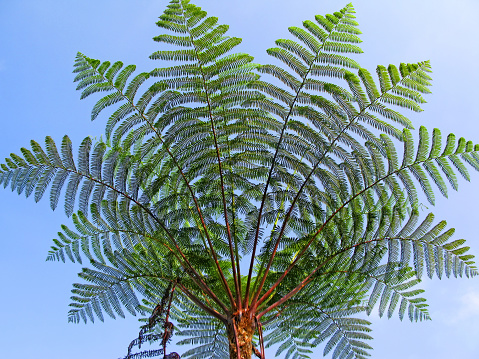 A giant fern in Cameron Highlands, West Malaysia.