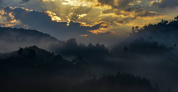 istock Bwindi Impenetrable National Park in Uganda. 1196491073