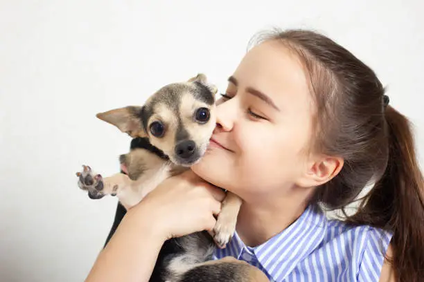 Photo of Dog toy terrier hugs and kisses the mistress