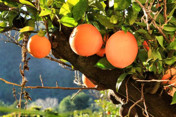 istock Orange plantation in the Valencian orchard 1196491204