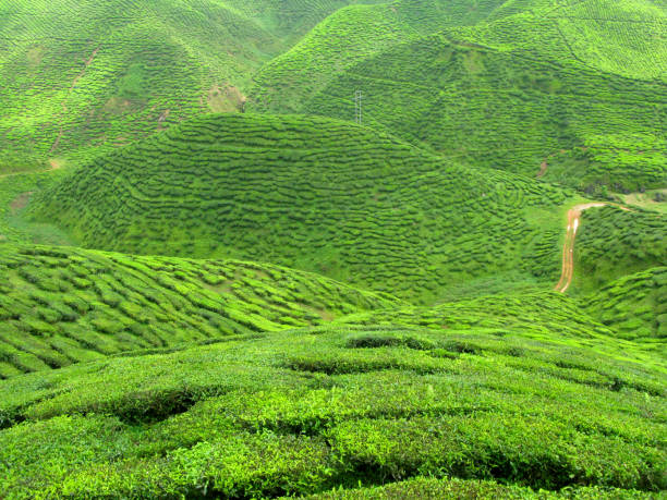 istock Tea Plantations in Malaysia 1196491264