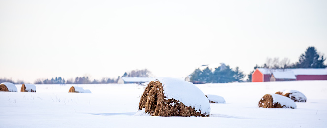 Round hay bales covered with snow in a farm field in December panoramic