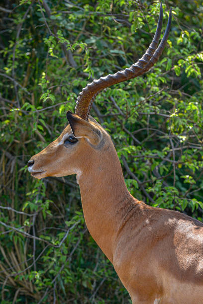 istock Akagera National Park in Rwanda. 1196492036
