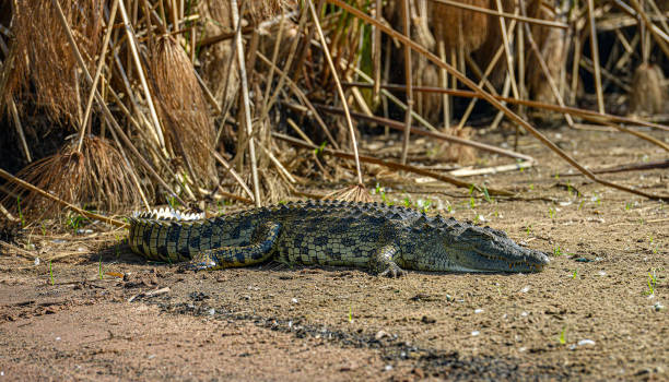 Nile crocodile in Rwanda. Nile crocodile in Akagera National Park, Rwanda. akagera national park stock pictures, royalty-free photos & images