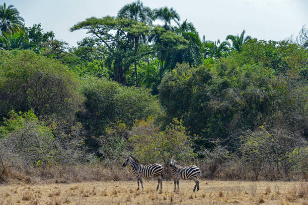 istock Zebras in Akagera National Park in Rwanda 1196492059