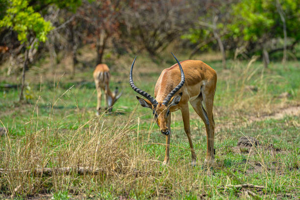 istock Akagera National Park in Rwanda. 1196492075