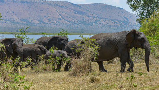 istock Akagera National Park in Rwanda. 1196492163