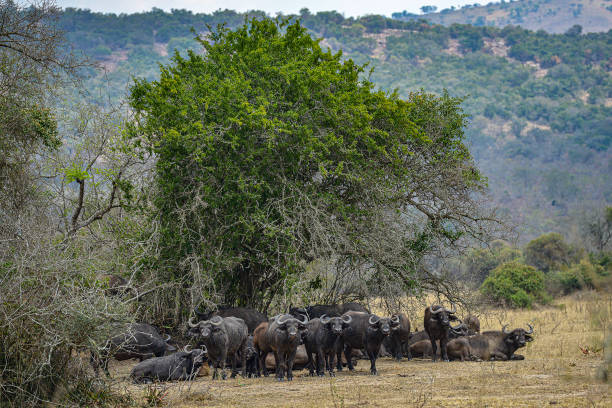 Akagera National Park in Rwanda African buffalo in Akagera National Park, Rwanda akagera national park stock pictures, royalty-free photos & images