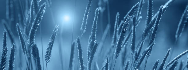 istock Fresh grass, sun and ladybug. Beautiful summer landscape, romantic image. Selective focus, place for text. Color of the year 2020 classic blue toned 1196492221