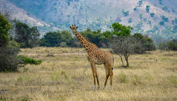 Akagera National Park in Rwanda. A wild giraffe grazing in the savanna in Akagera National Park, Rwanda. akagera national park stock pictures, royalty-free photos & images