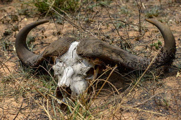 istock Akagera National Park in Rwanda 1196492252