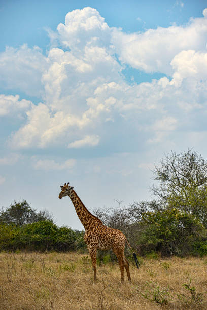 Akagera National Park in Rwanda. A wild giraffe grazing in the savanna in Akagera National Park, Rwanda. akagera national park stock pictures, royalty-free photos & images