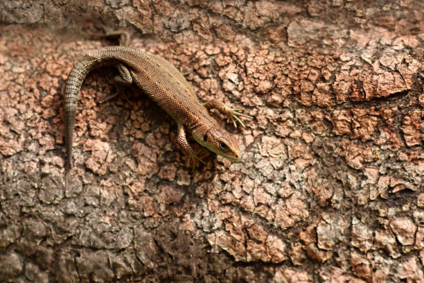 istock Closeup portrait of a small lizard 1196492264